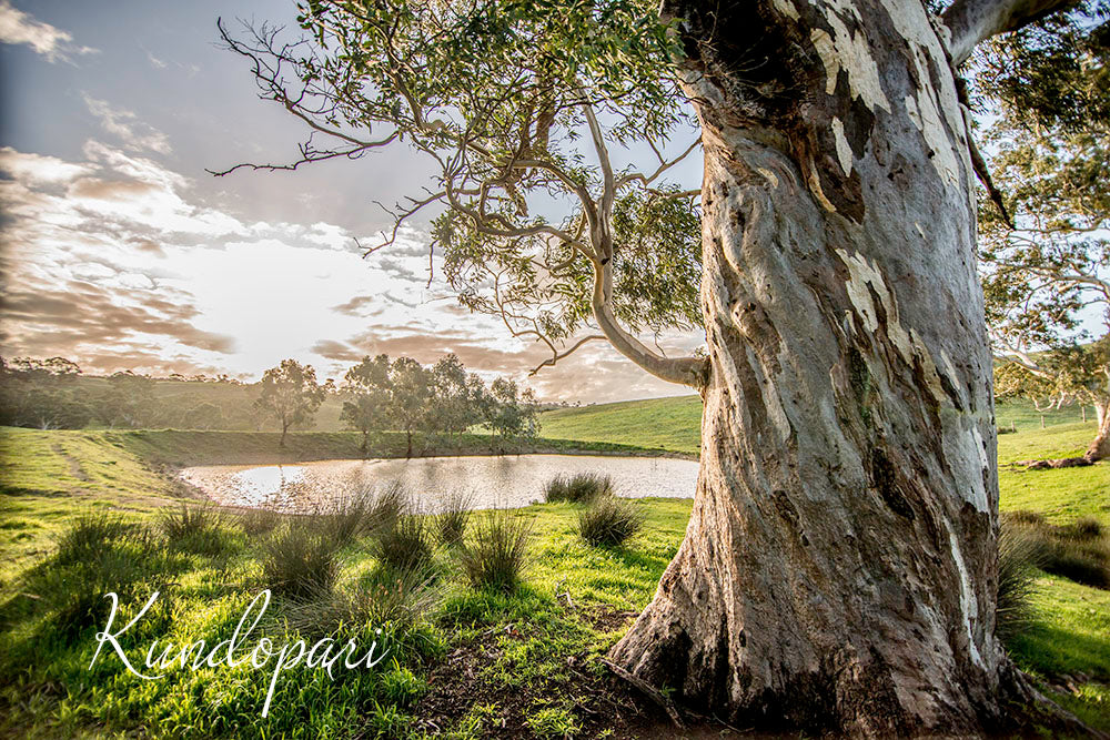 Eucalypt Dreams