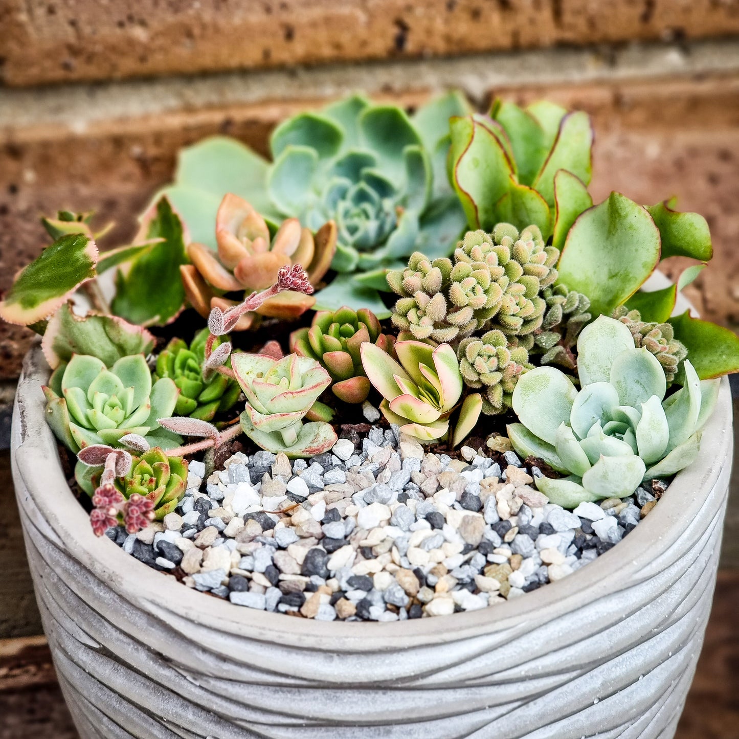 Mixed Succulent pot