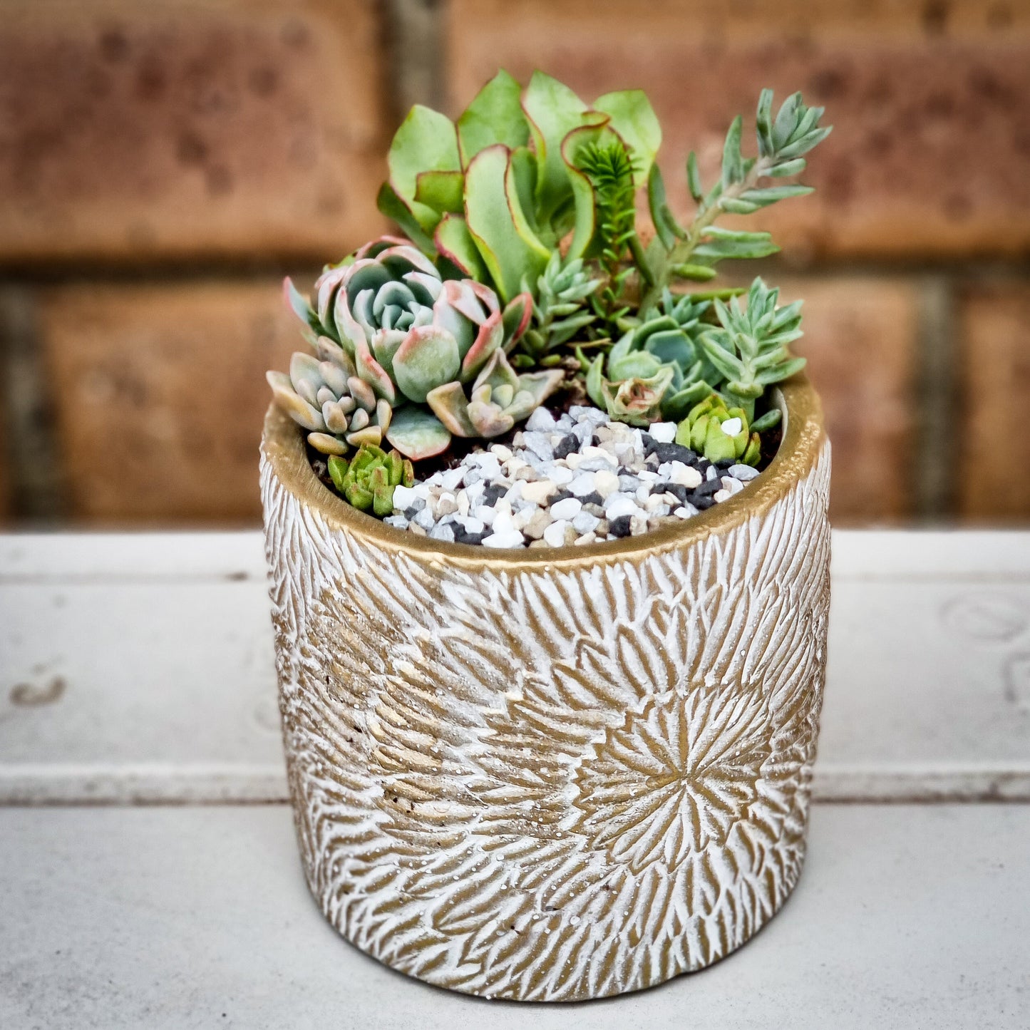 Mixed Succulent pot