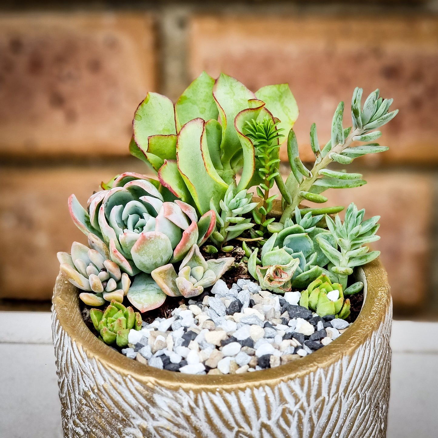 Mixed Succulent pot